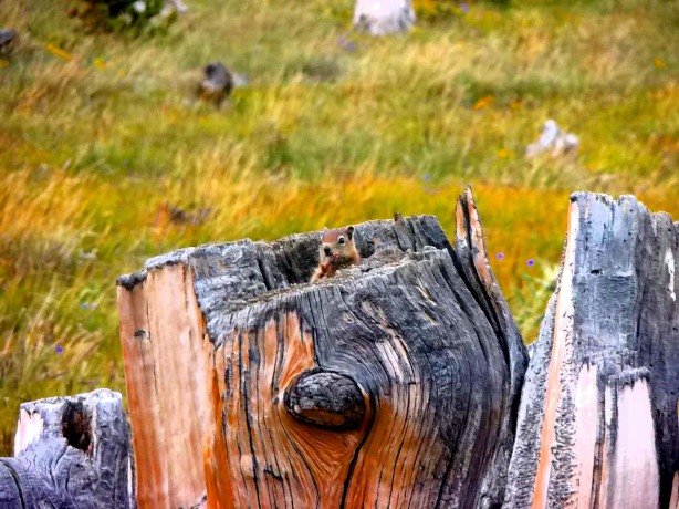 Chipmunk in his Alpine Skyscraper