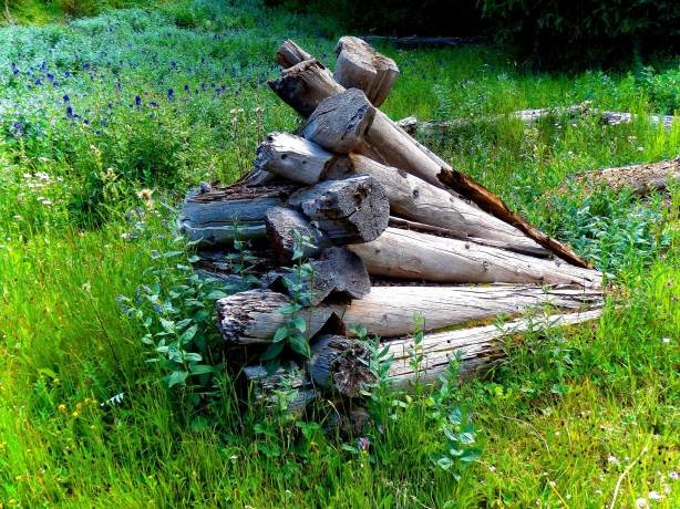 What looks like firewood to some is actually the remains of a historic cabin, and is protected under Federal law.
