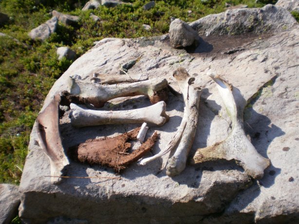 The 150-160 year-old horse bones I found high in Geneva Gulch.